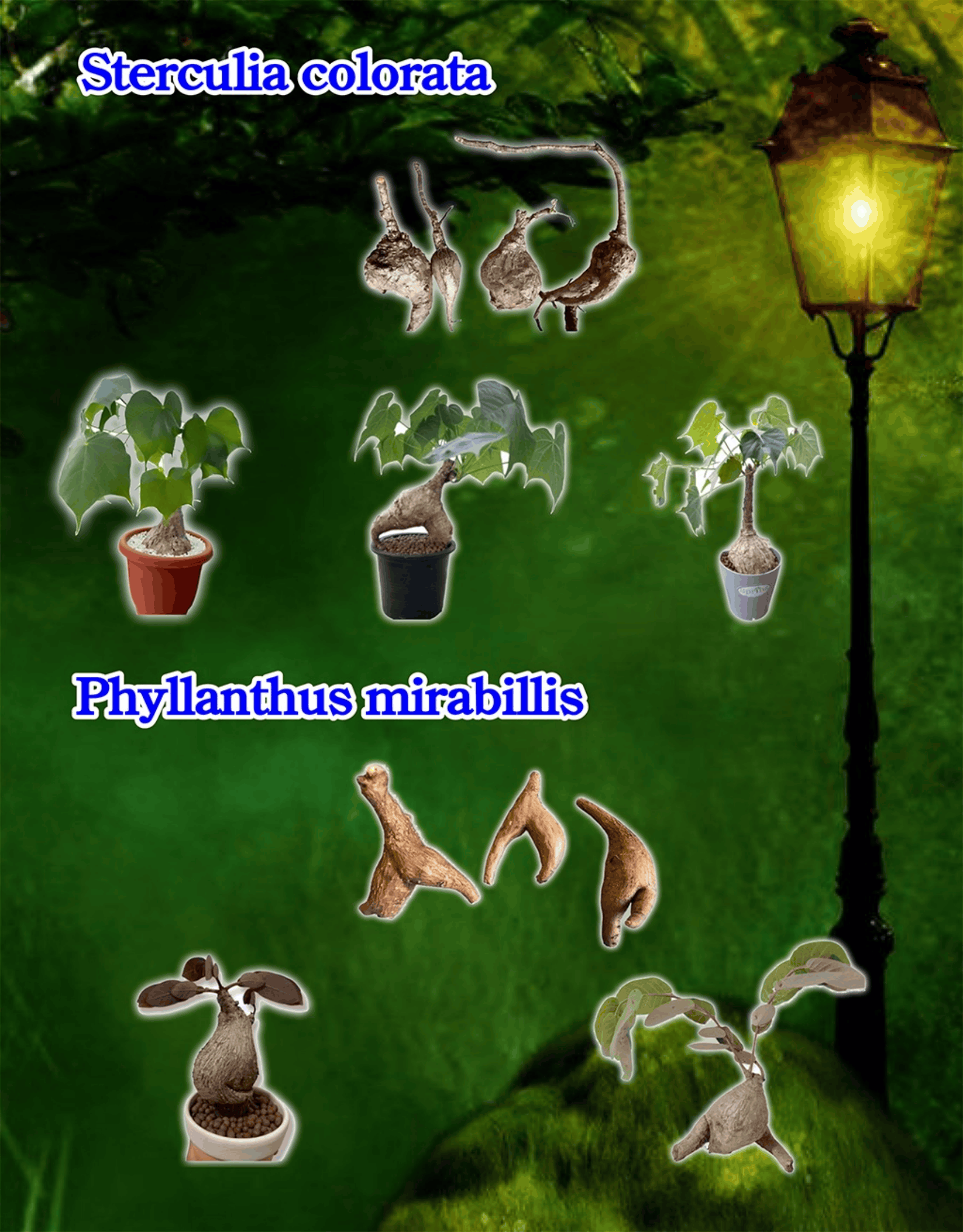 Caudex plants